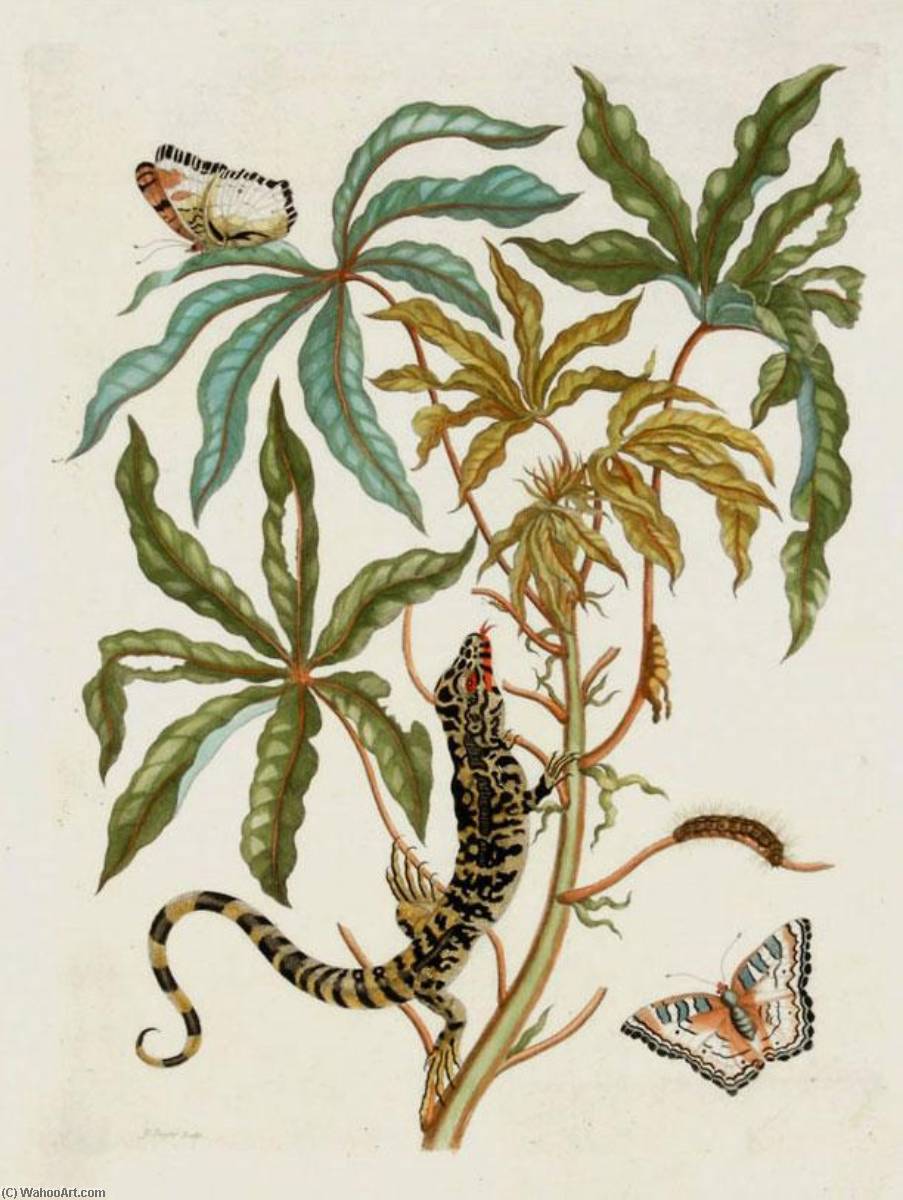美術館の複製 美術複製 絵画複製 美術館の品質プリント 美術品の複製 有名な絵画の複製 博物館の品質再現 キャンバスにアートプリント ジャトロファ 蛾 トカゲ マニオック バイ Maria Sibylla Merian 1647 1717 Italy Wahooart Com