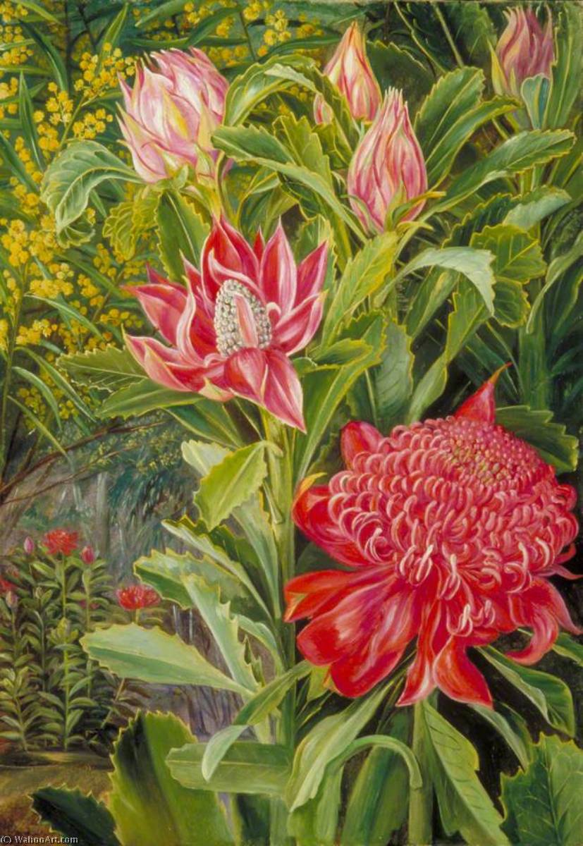 の花 ザー ワラタ の 新しい 南 ウェールズ 10 バイ Marianne North 10 10 United Kingdom 絵画のコピー Marianne North Wahooart Com