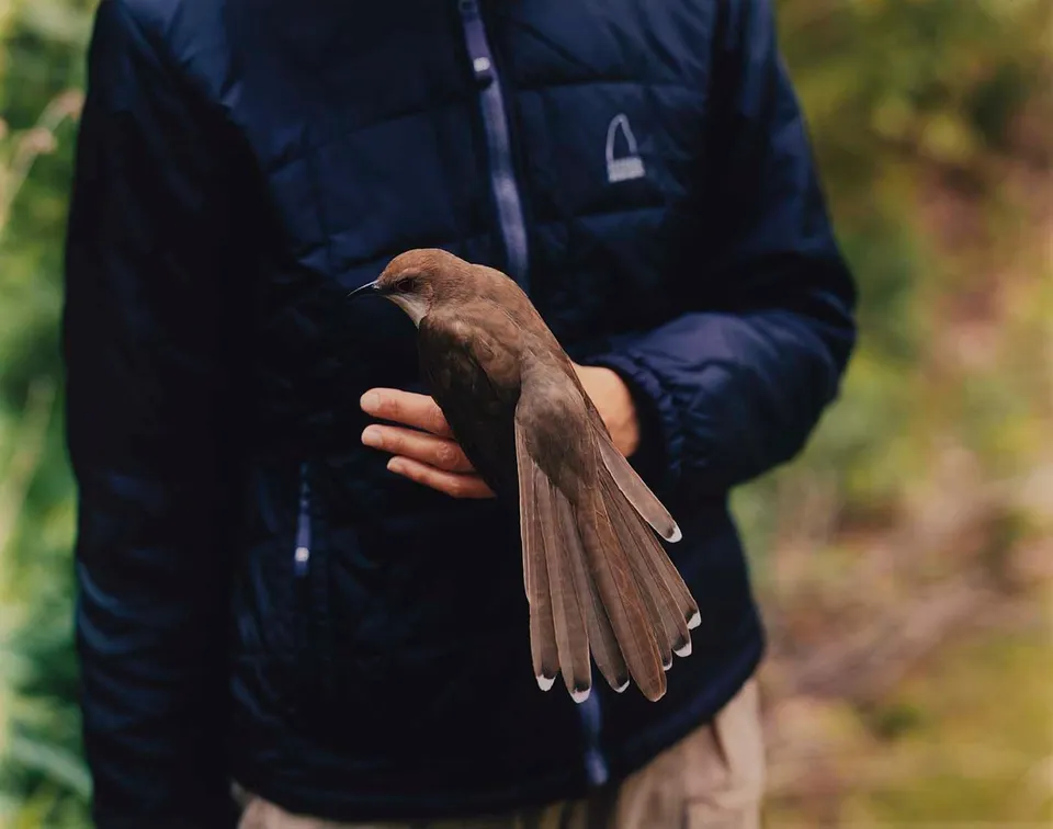 Black Billed Cuckoo — Barbara Bosworth