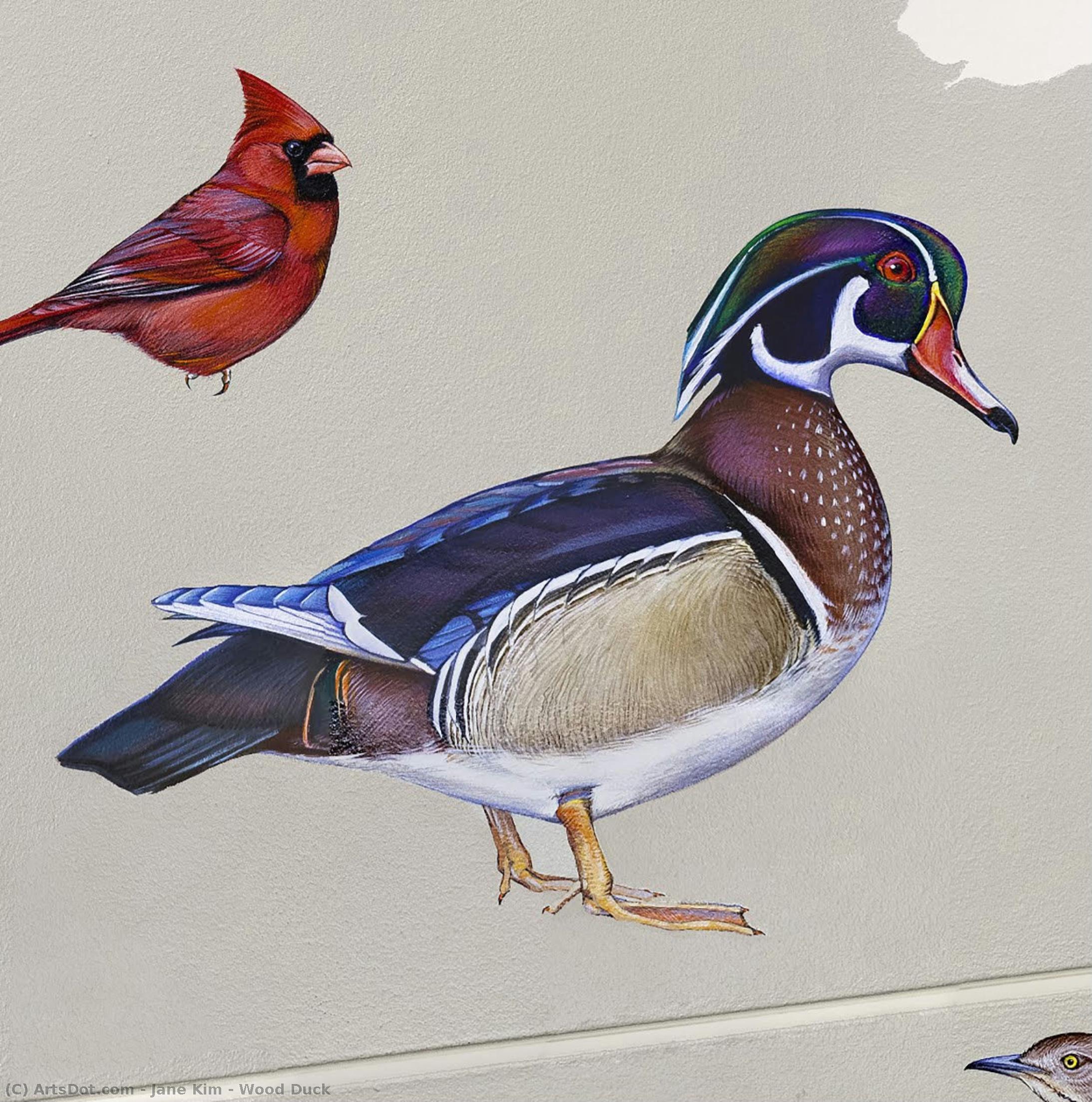 Wood Duck — Jane Kim
