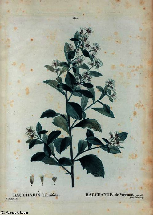 Baccharis Halimifolia — Pierre Joseph Redouté