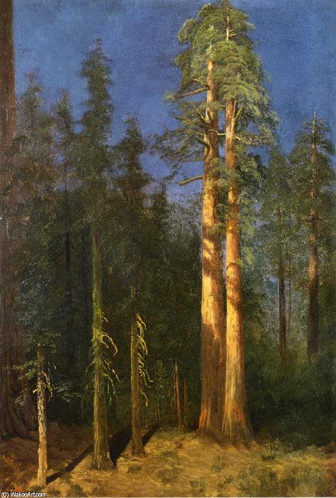 California Redwoods — 阿尔贝特·比尔施塔特