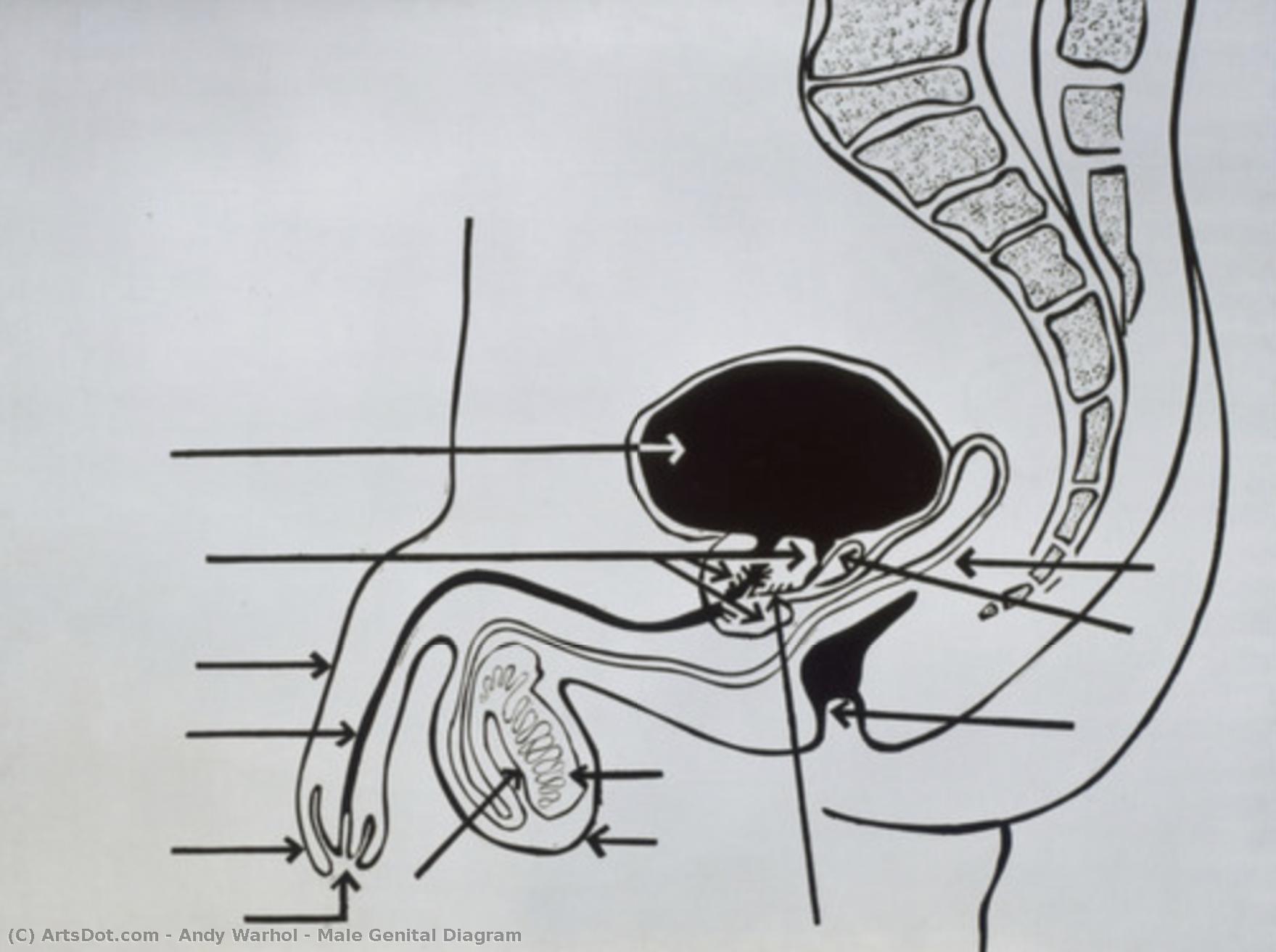 Diagramma Genitale Maschile — Andy Warhol
