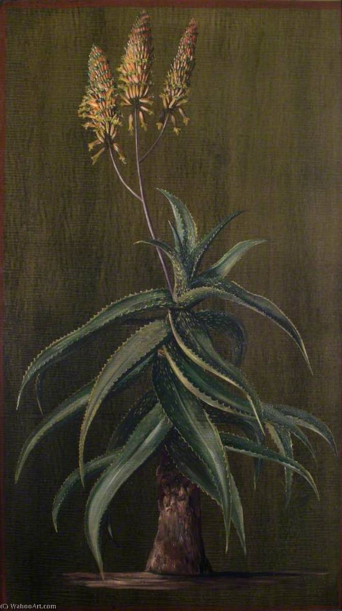 Abyssinian Aloe — Marianne Northová