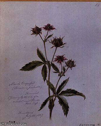 Marsh Cinquefoil — William James Linton