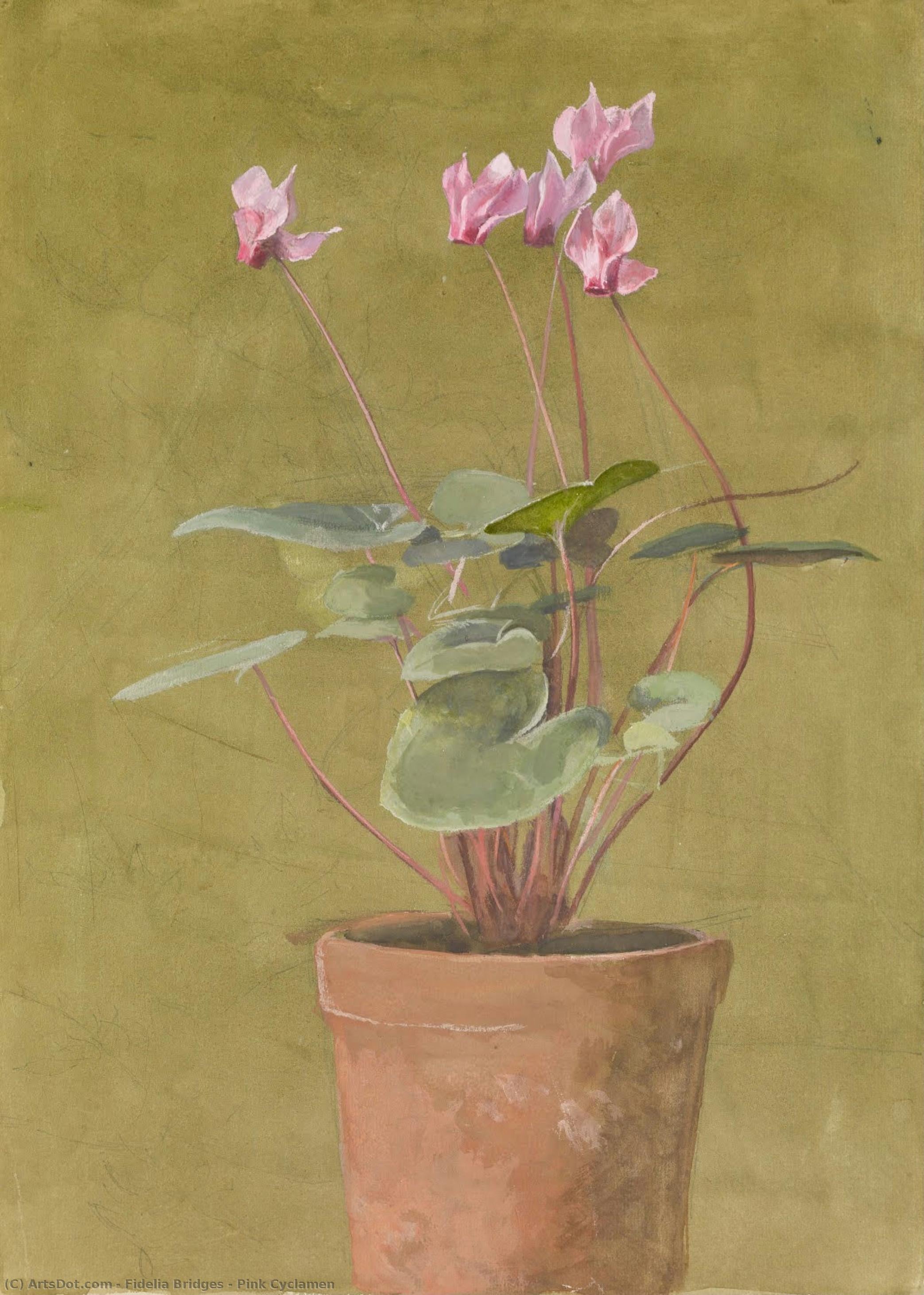 Pink Cyclamen — Fidelia Bridges
