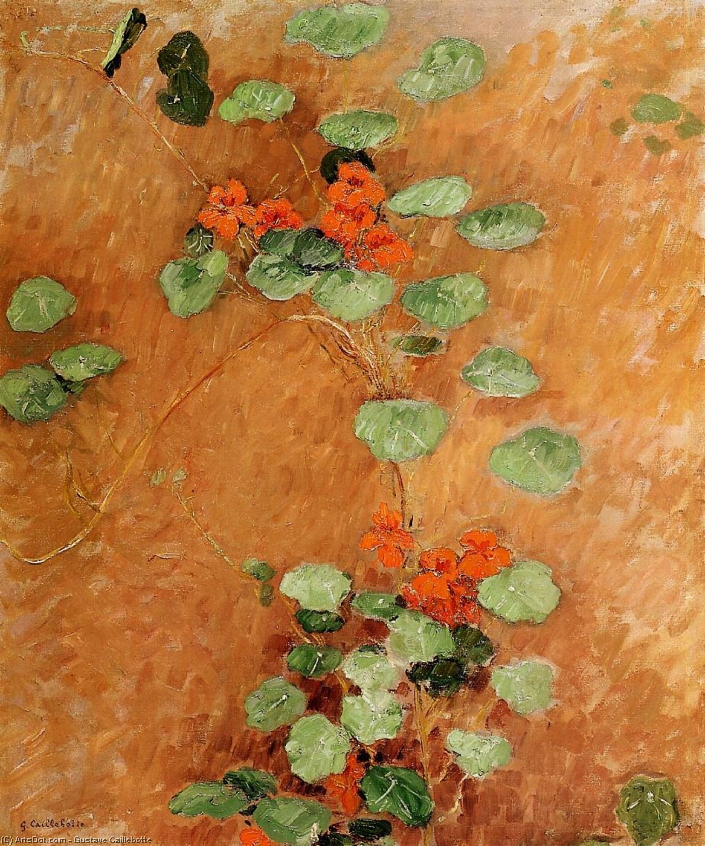 Nasturtiums — Gustav Kajlebot