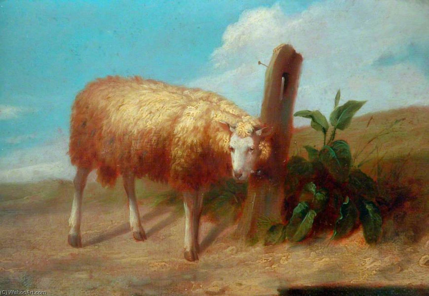 Sheep — John N Rhodes