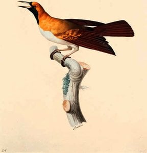 Paradisaea minor