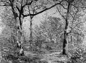 Les bois mouillés