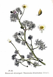 Untitled (aqtdez) — Amédée Masclef