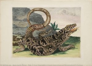 Plate 70 From Dissertation In Insect Generations And Metamorphosis In Surinam — Maria Sybilla Merian