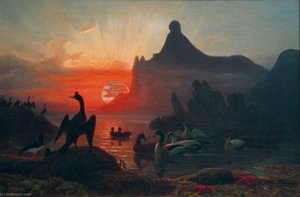 Norwegian Seabirds In The Midnight Sun — Frants Bøe