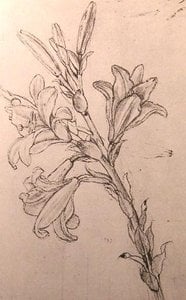 Zeichnung Von Lilien Für Die Verkündigung — Leonardo Da Vinci