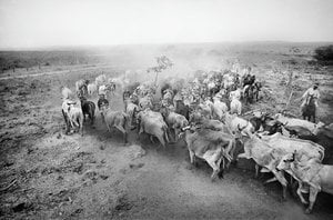 Cattle In Curvelo — 실라 모린 비실리아트