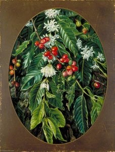 Løv, blomster og frugt af kaffe, Jamaica