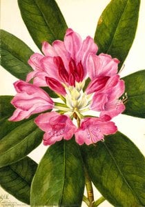 Mountain Rose Bay (rhododendron Catawbiense) — 玛丽·沃克特