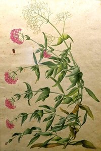 Valerian and un insect