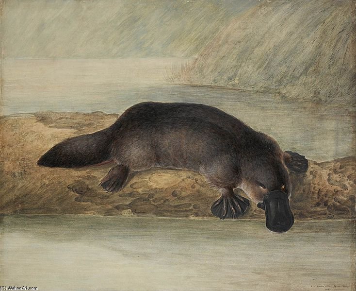 Platypus — John William Lewin