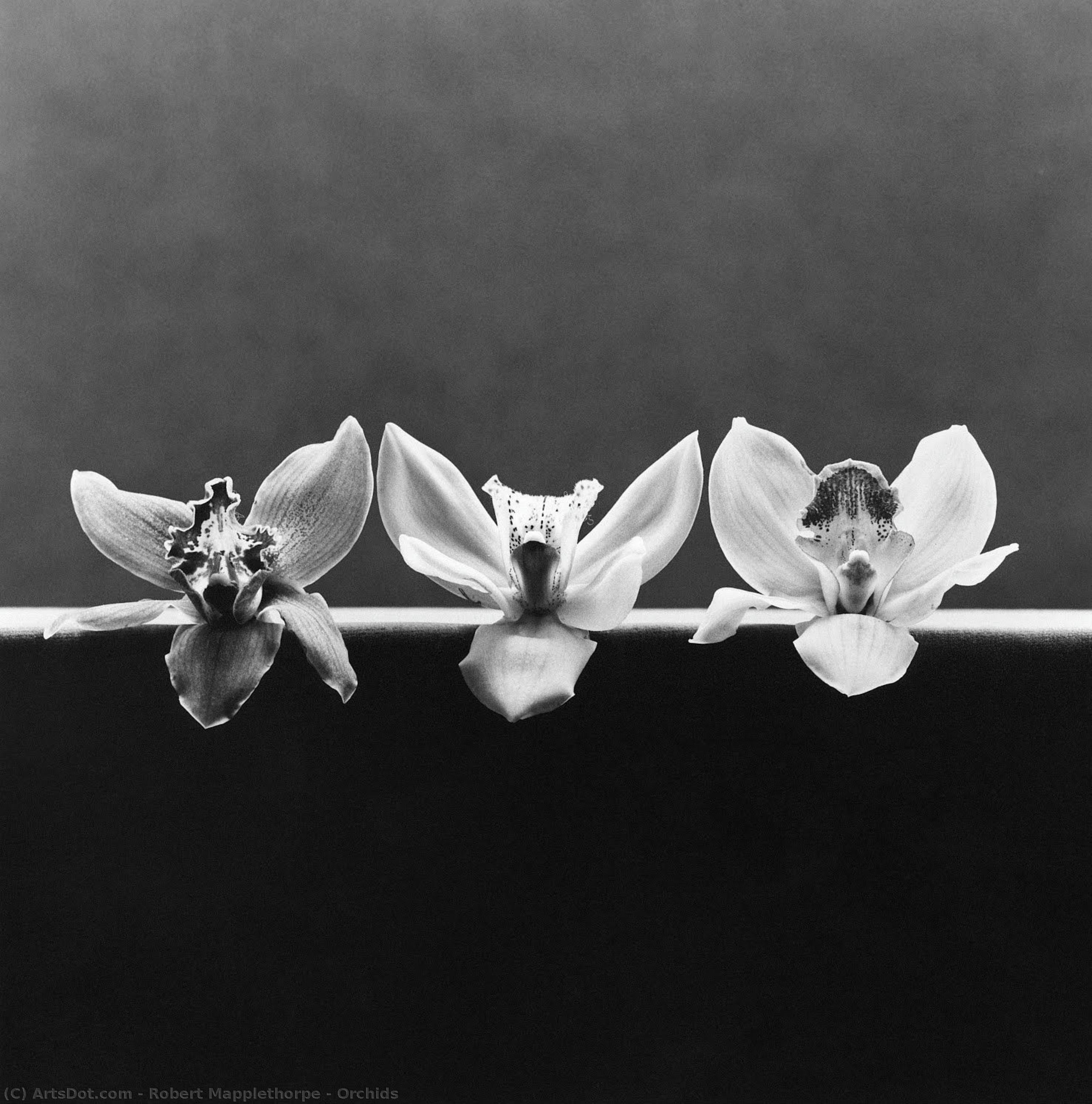 Orchids — Robert Mapplethorpe