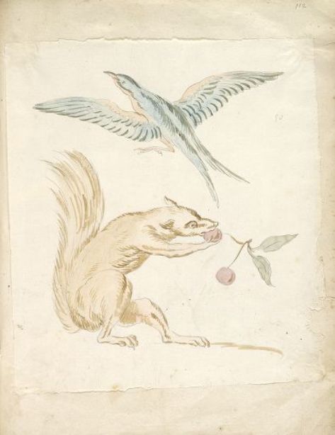 Squirrel Eating Cherries and Bird with Wings Extended