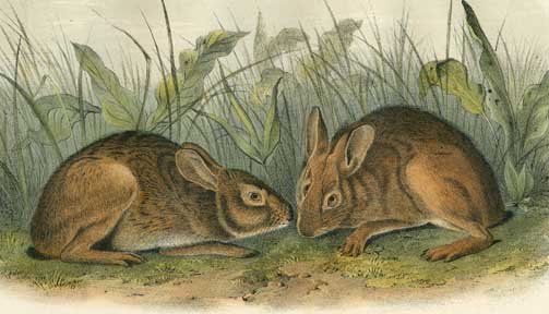 Marsh Hare — John James Audubon