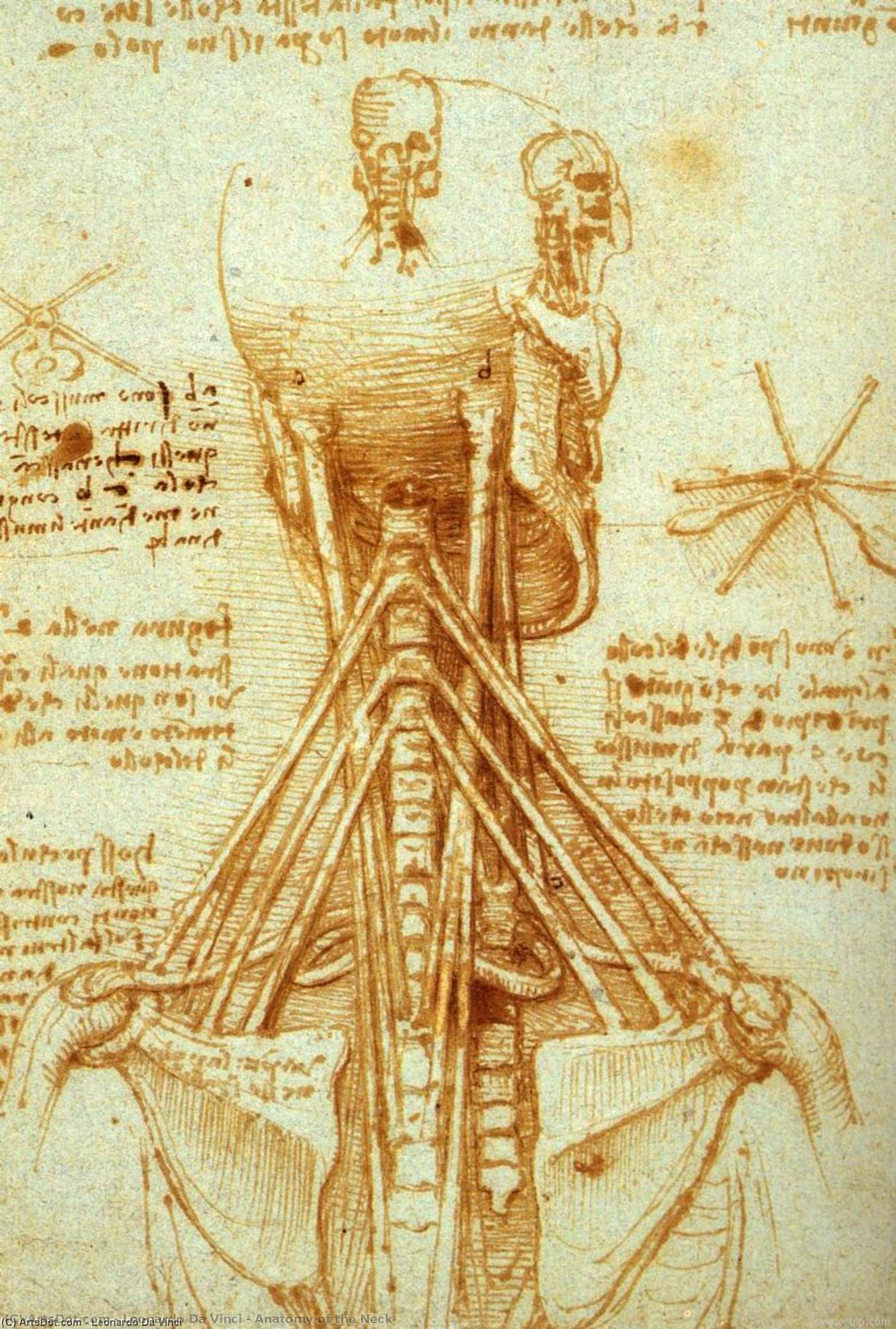 Leonardo da Vinci - Anatomie des Halses