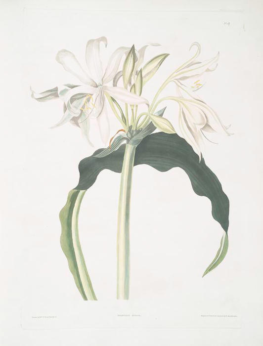 Robert Havell - Amaryllis aulica