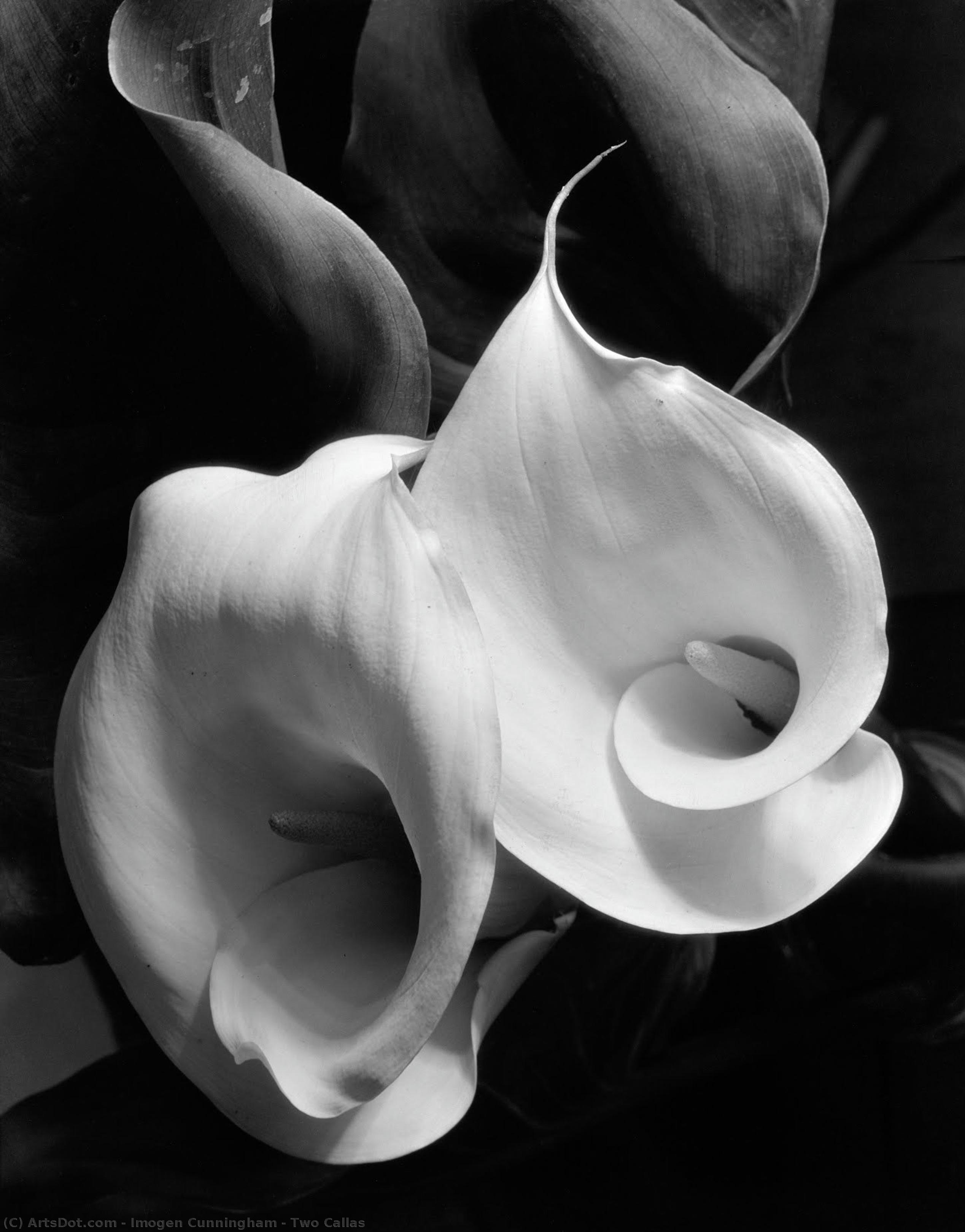 Imogen Cunningham - Two Callas