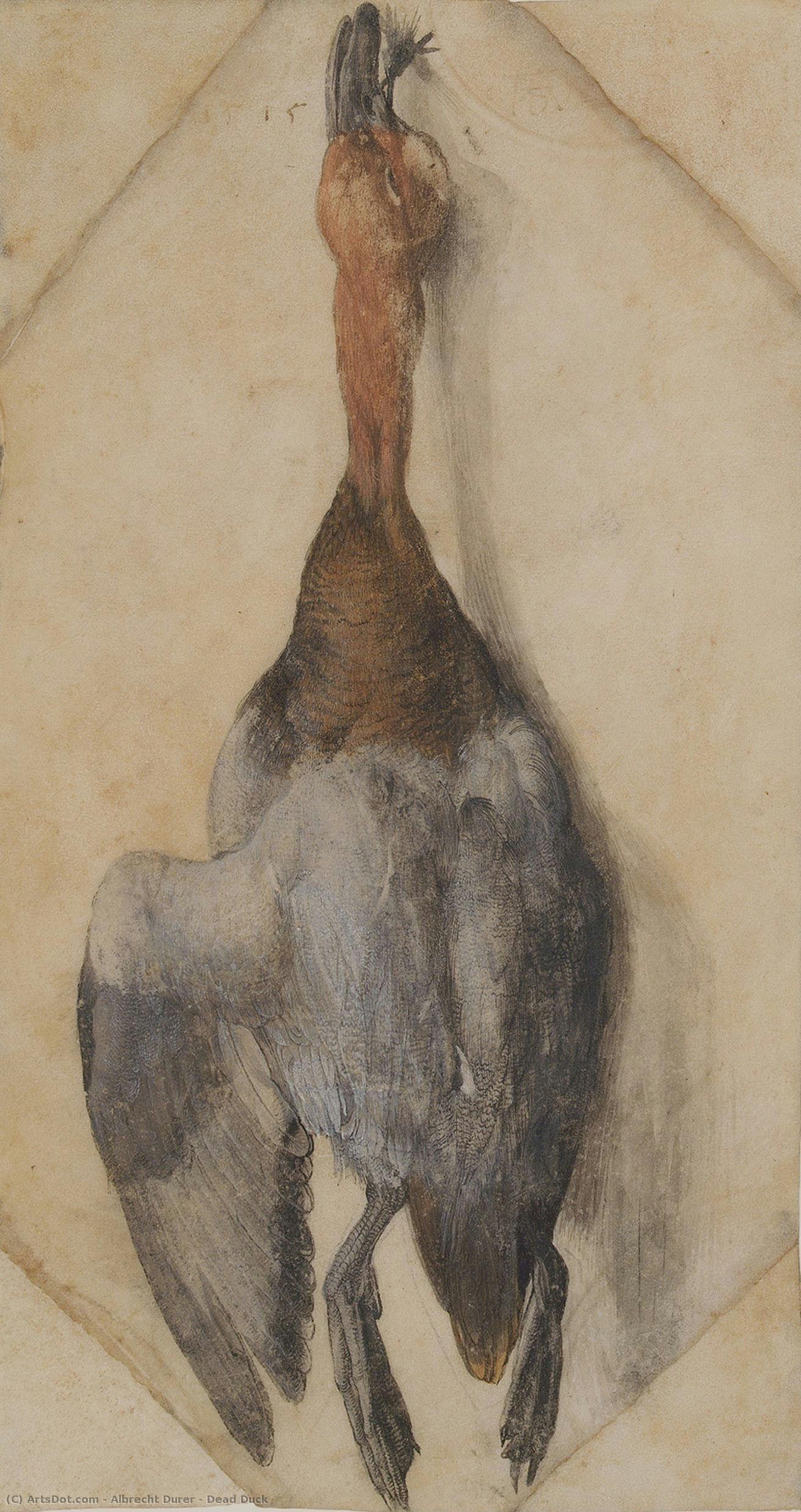 Dode Eend — Albrecht Dürer