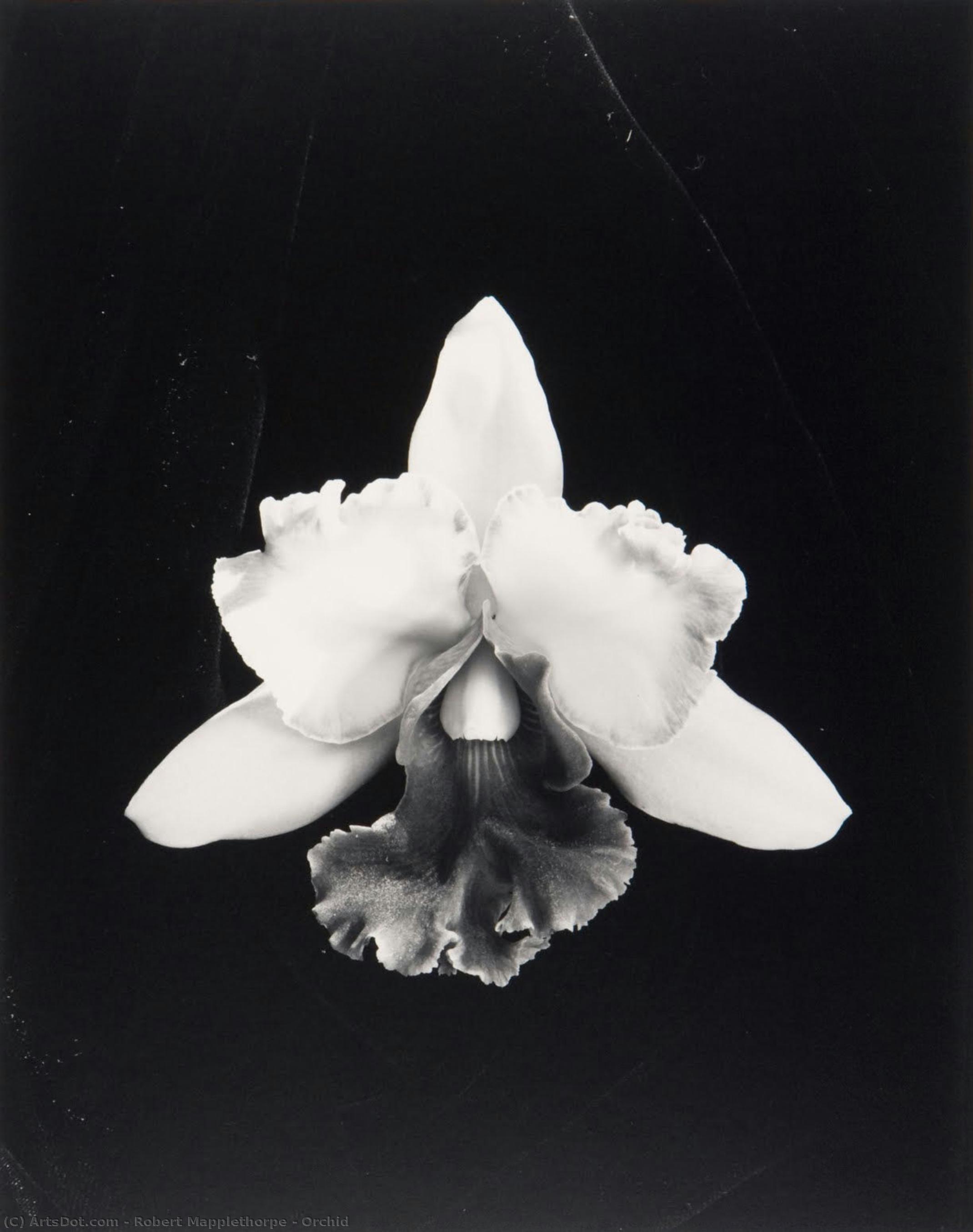 Orchid — Robert Mapplethorpe