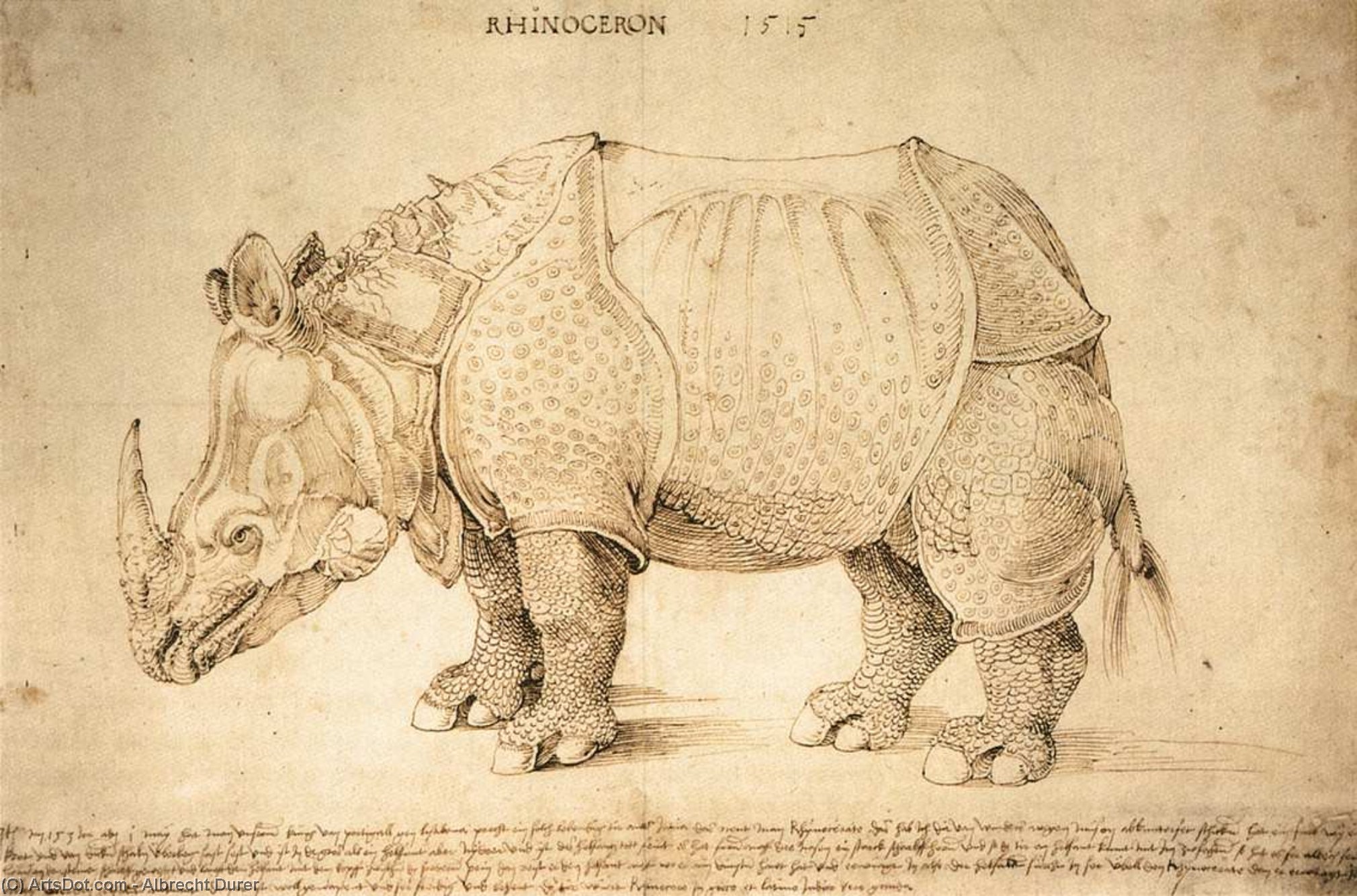Albrecht Dürer - Sarvikuono