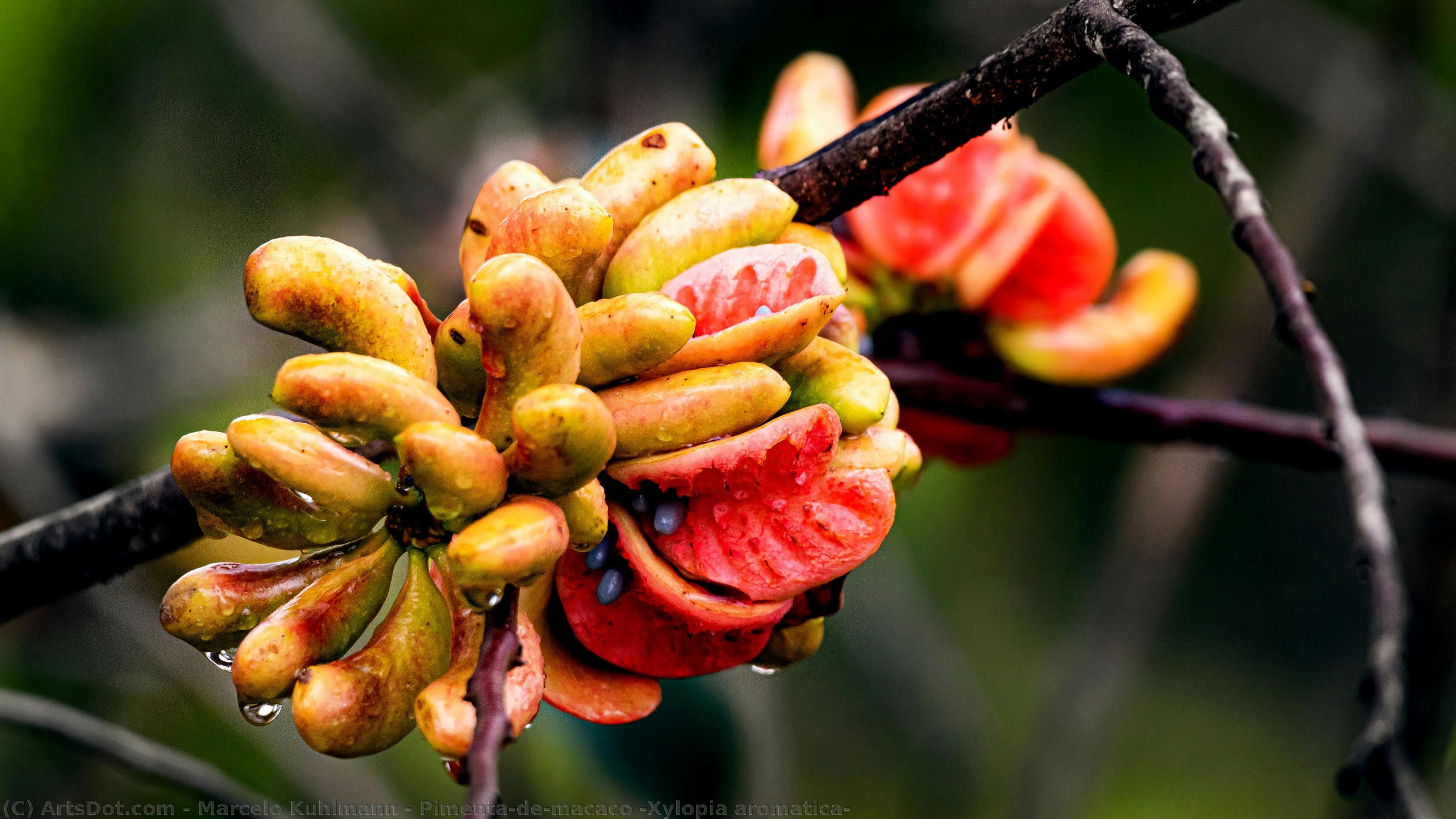Marcelo Kuhlmann - Pimenta-de-macaco (Xylopia aromatica)