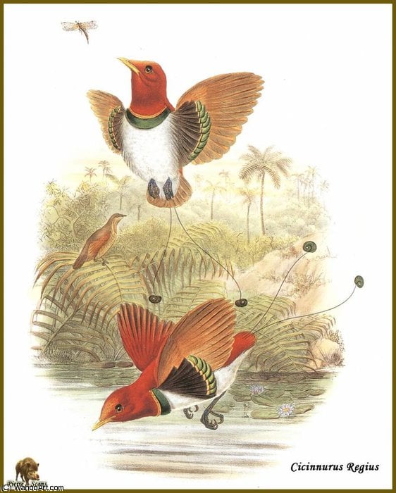 John Gould - manucode royal