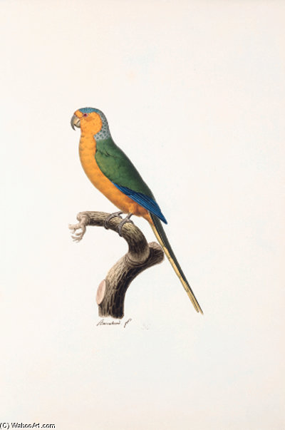 Aratinga Pertinax — Jacques Barraband