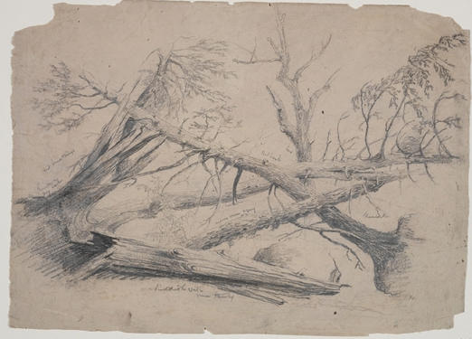 Fallen Trees — Thomas Cole