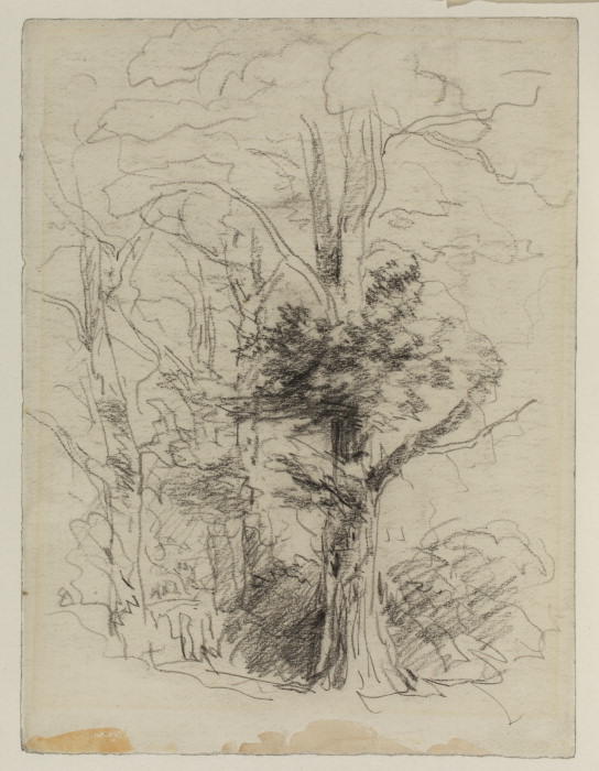 Trees — David Cox