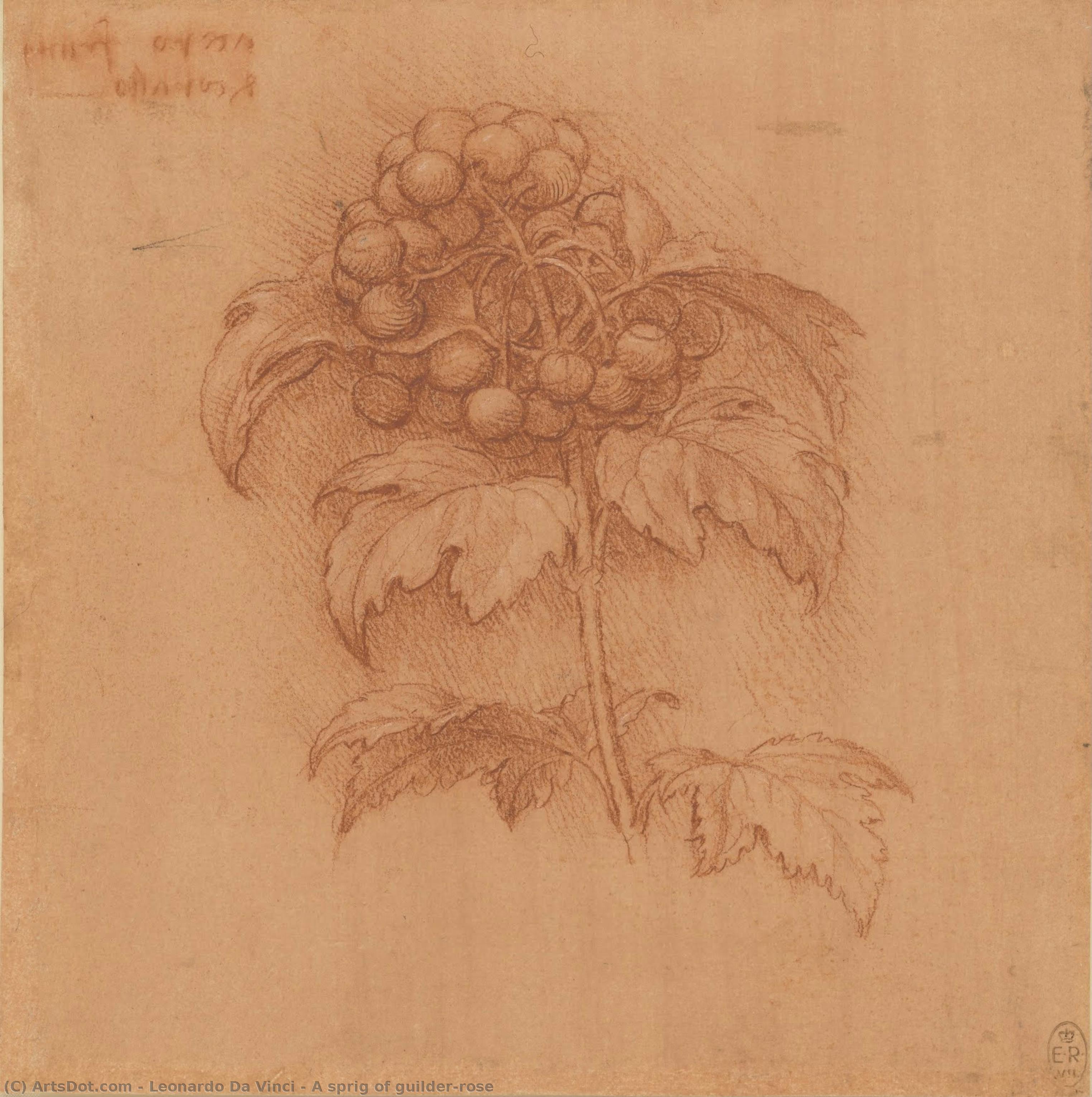 Leonardo da Vinci - Egy ág vadrózsa