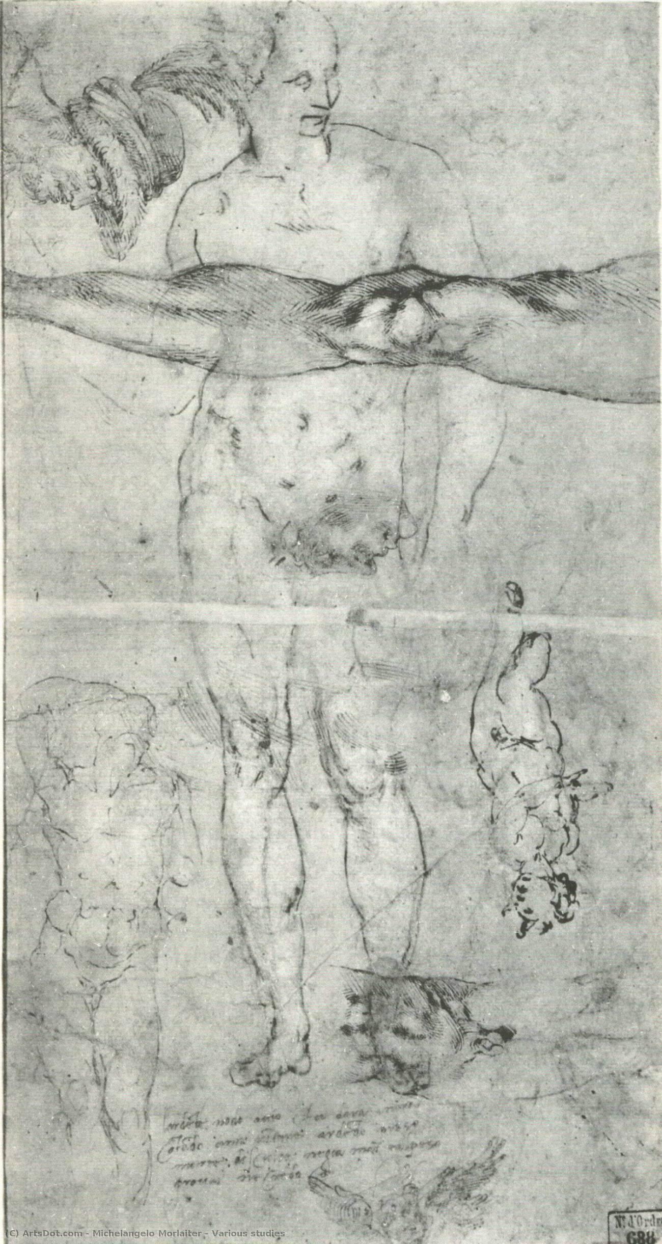 michelangelo morlaiter - دراسات متنوعة
