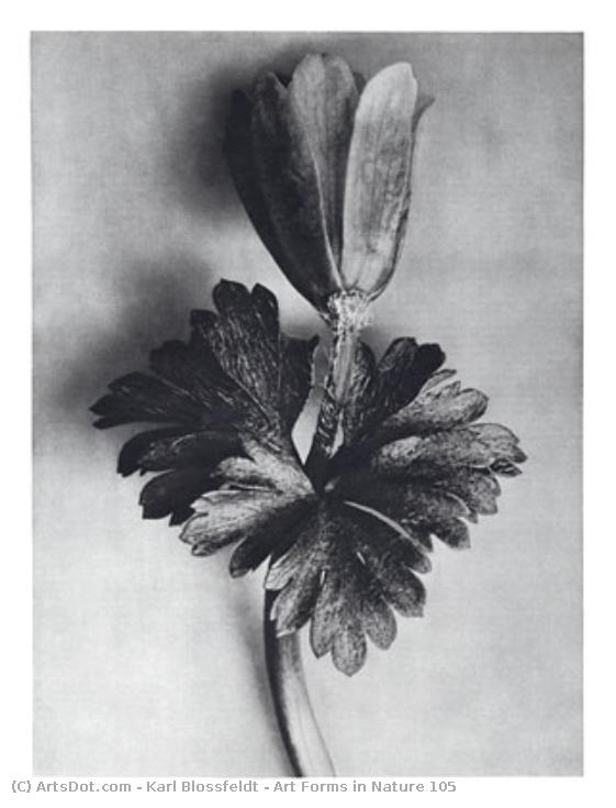 Karl Blossfeldt - Art Forms in Nature 105