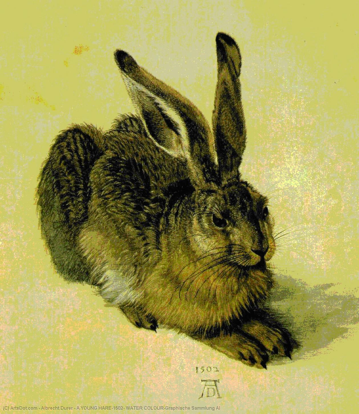 Una Liebre Joven, 1502, Acuarela, Graphische Sammlung Al — Albrecht Dürer