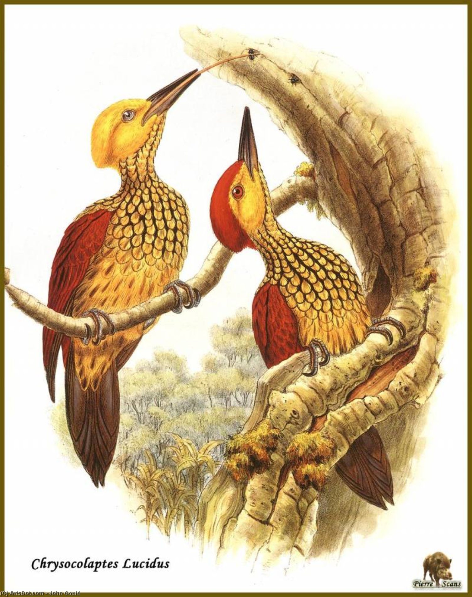 John Gould - pic sultan