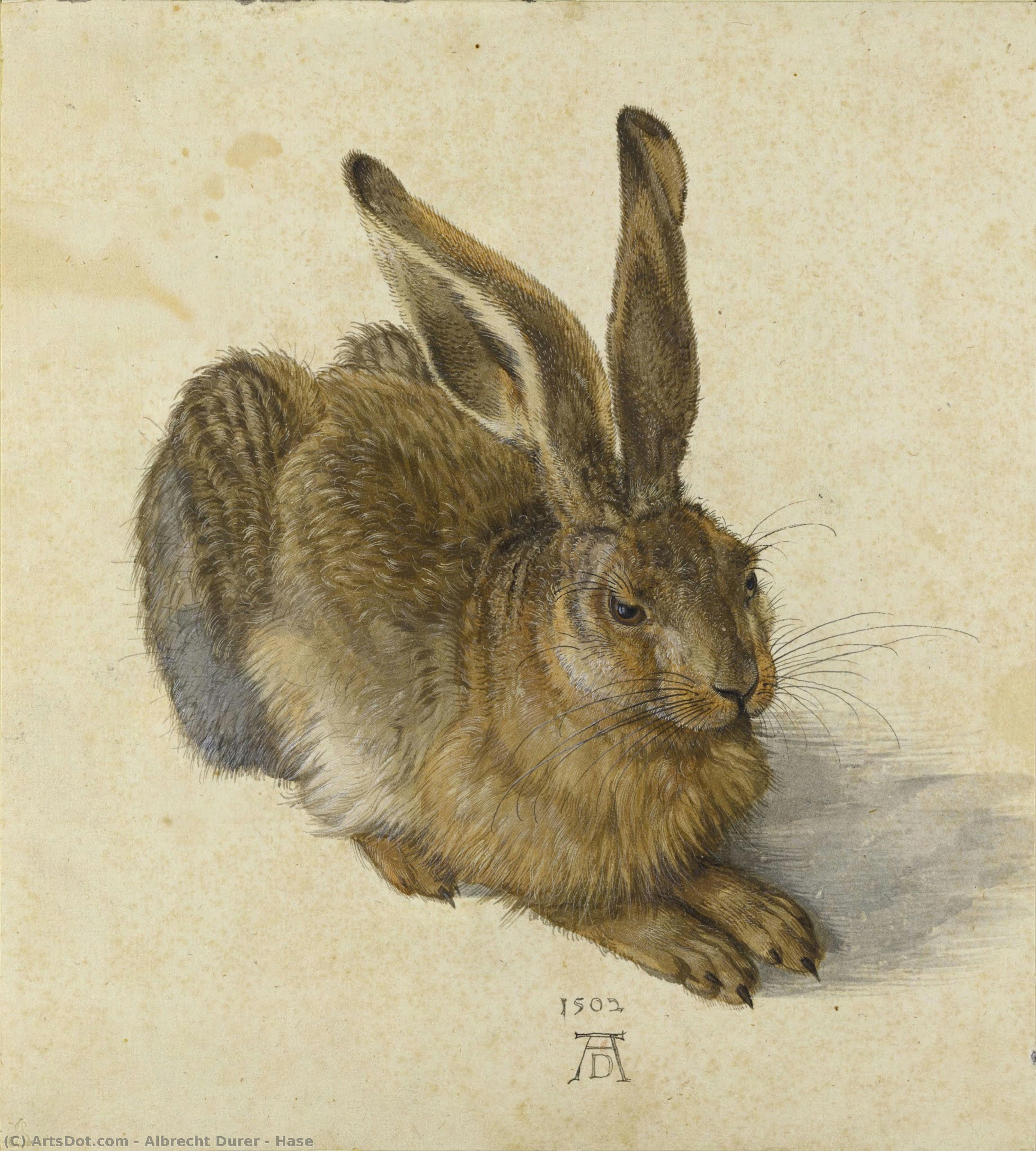 Zajíc — Albrecht Dürer