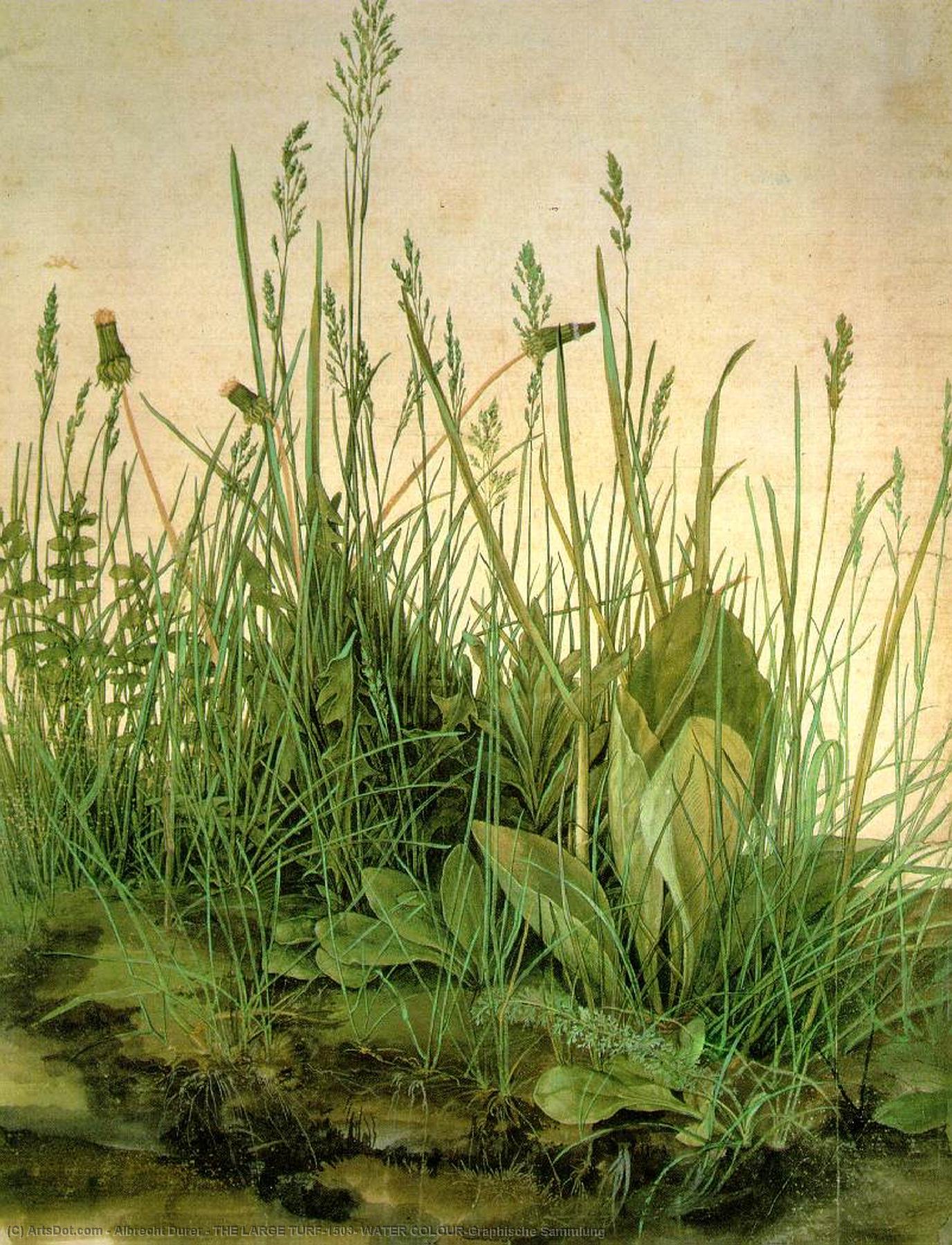 Il Grande Prato, 1503, Acquerello, Graphische Sammlung — Albrecht Dürer