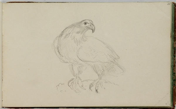 Thomas Cole - Study, Bird