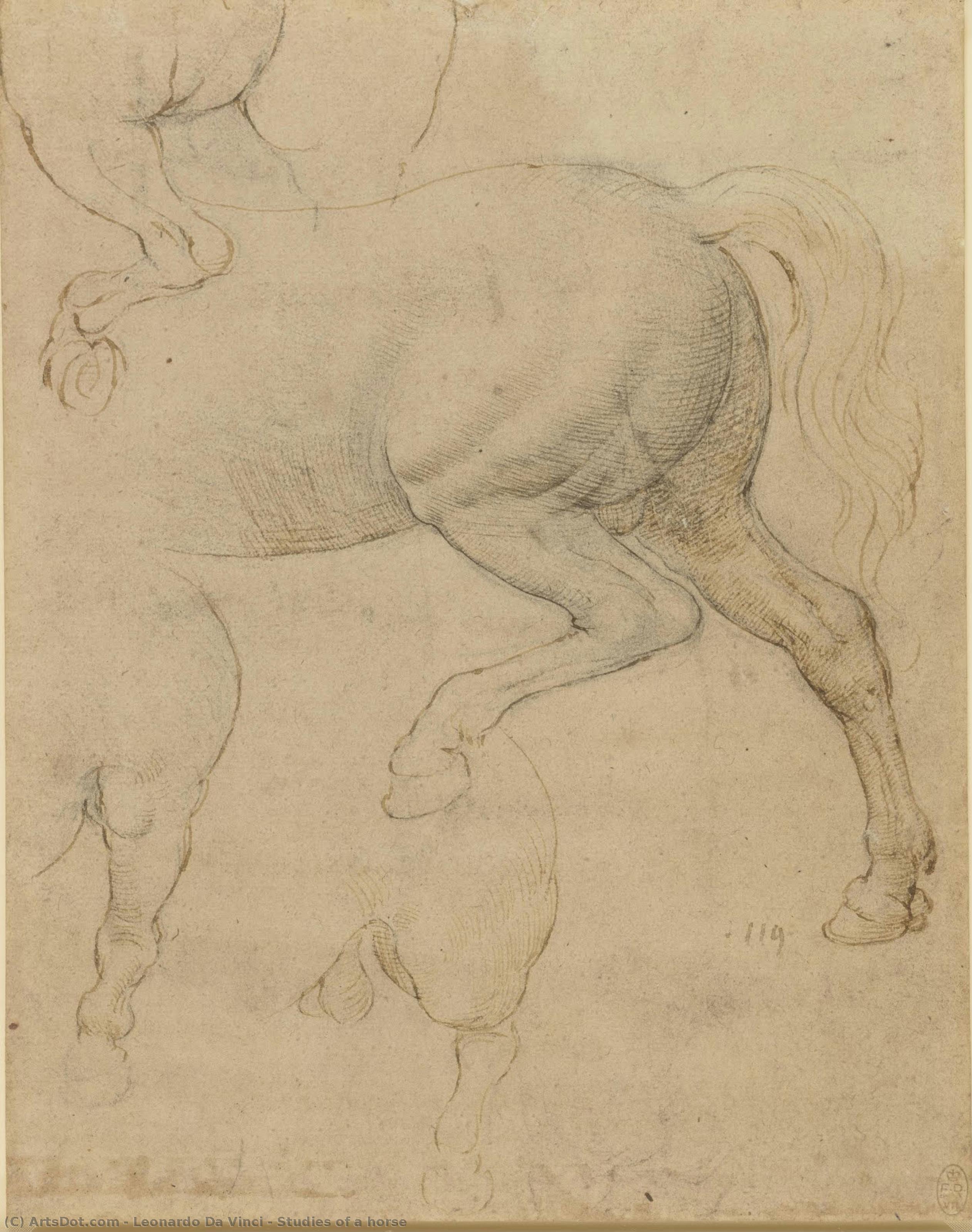 Studije Konja — Leonardo Da Vinči