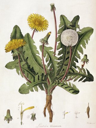 Dandelion — William Kilburn