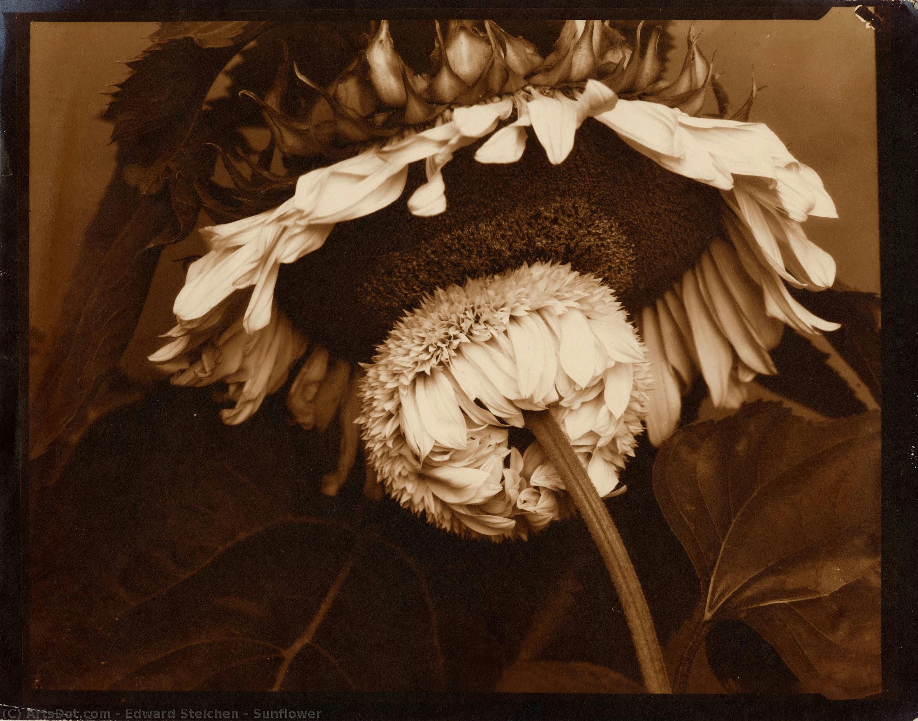 Edward Steichen - Girasol