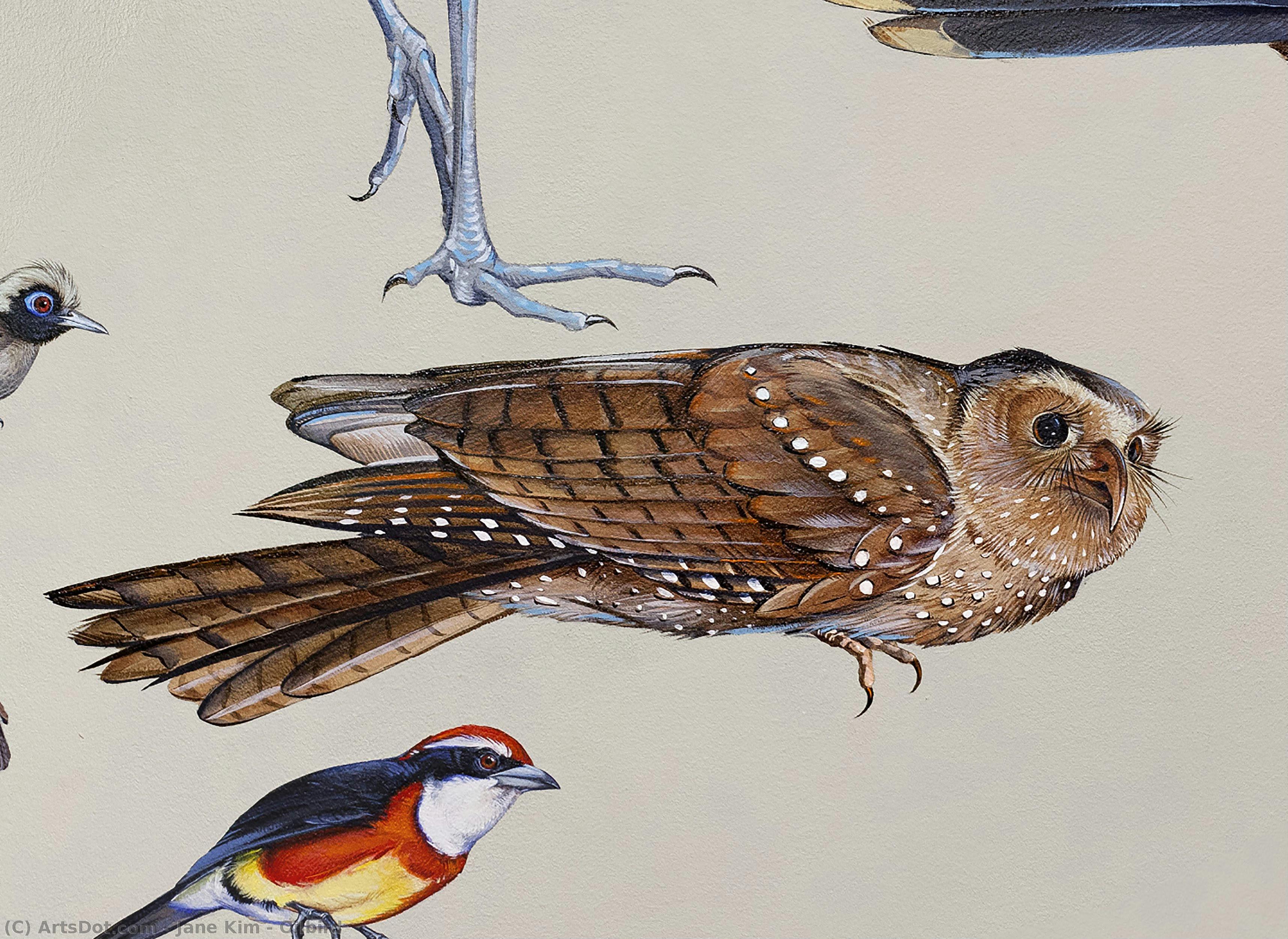 Oilbird — Džejn Kim