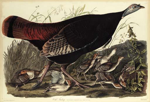 Wild Turkey — Robert Havell